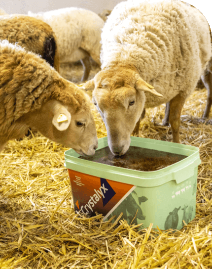 crystalyx teaser schaf